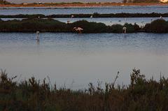 313-San Pietro,13 agosto 2014